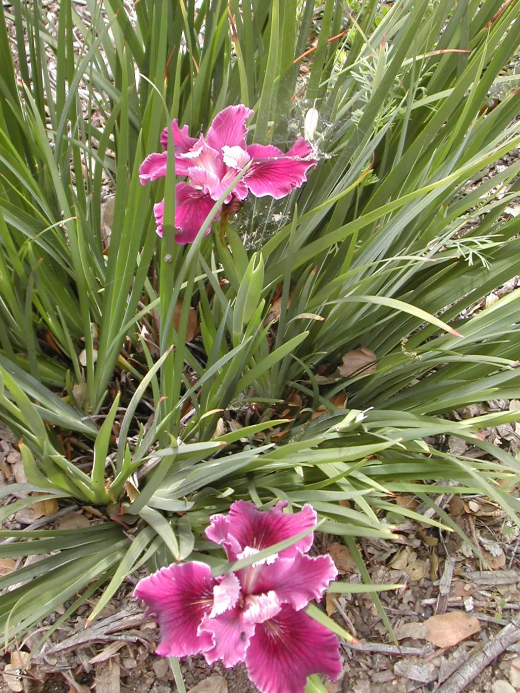 pacific coast hybrid iris