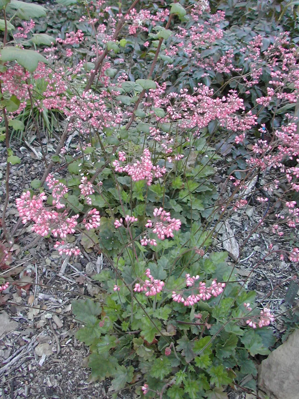 Heuchera cultivar