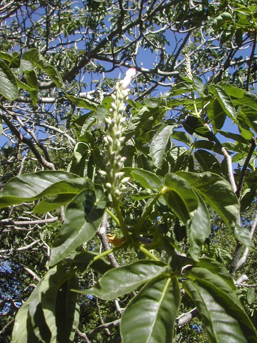 Aesculus