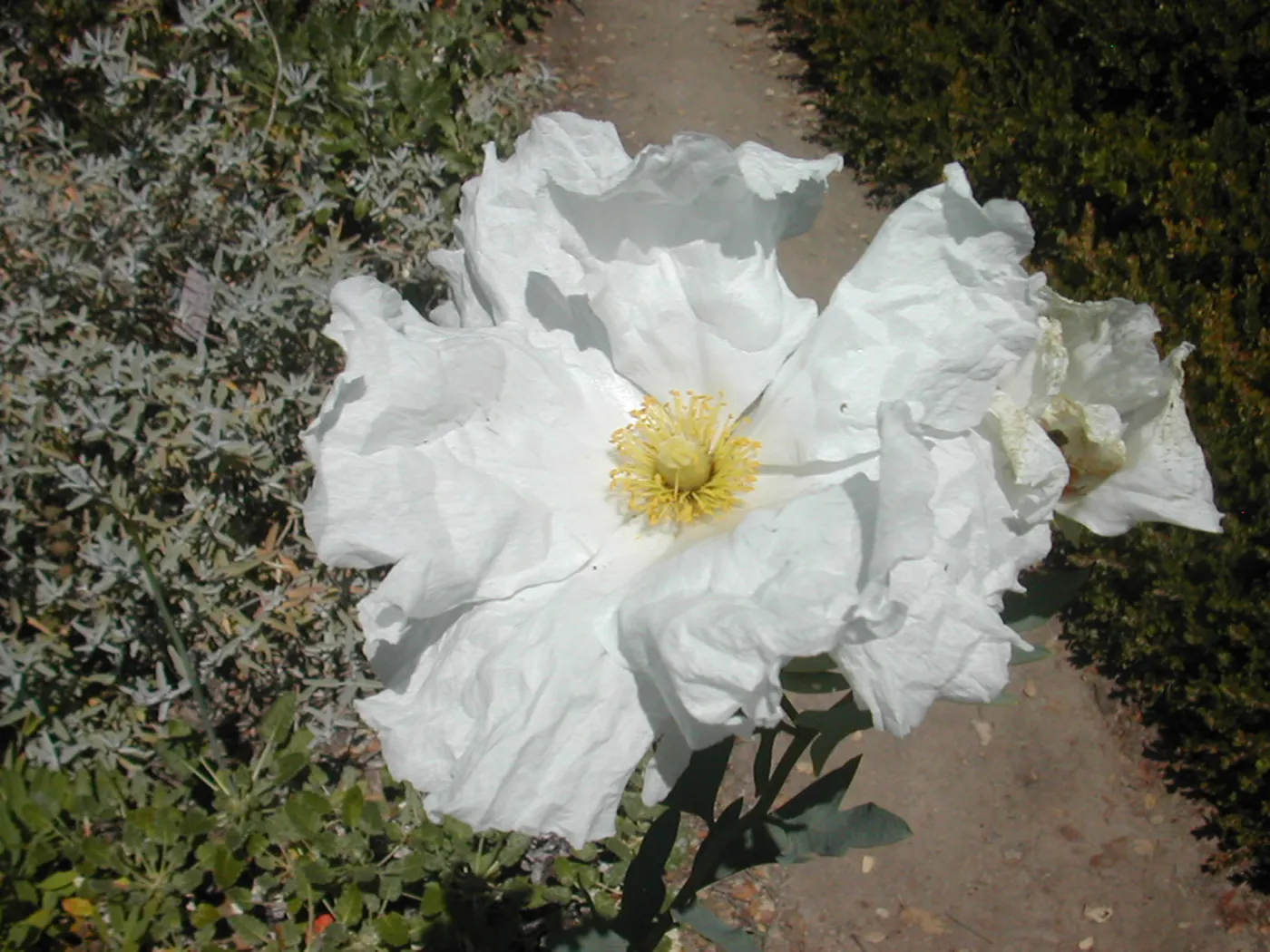 Romneya trichocalyx flower