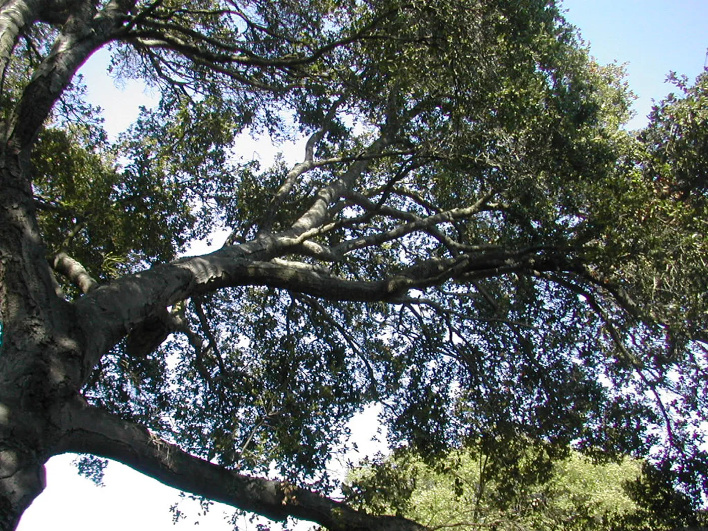 Coast live oak canopy