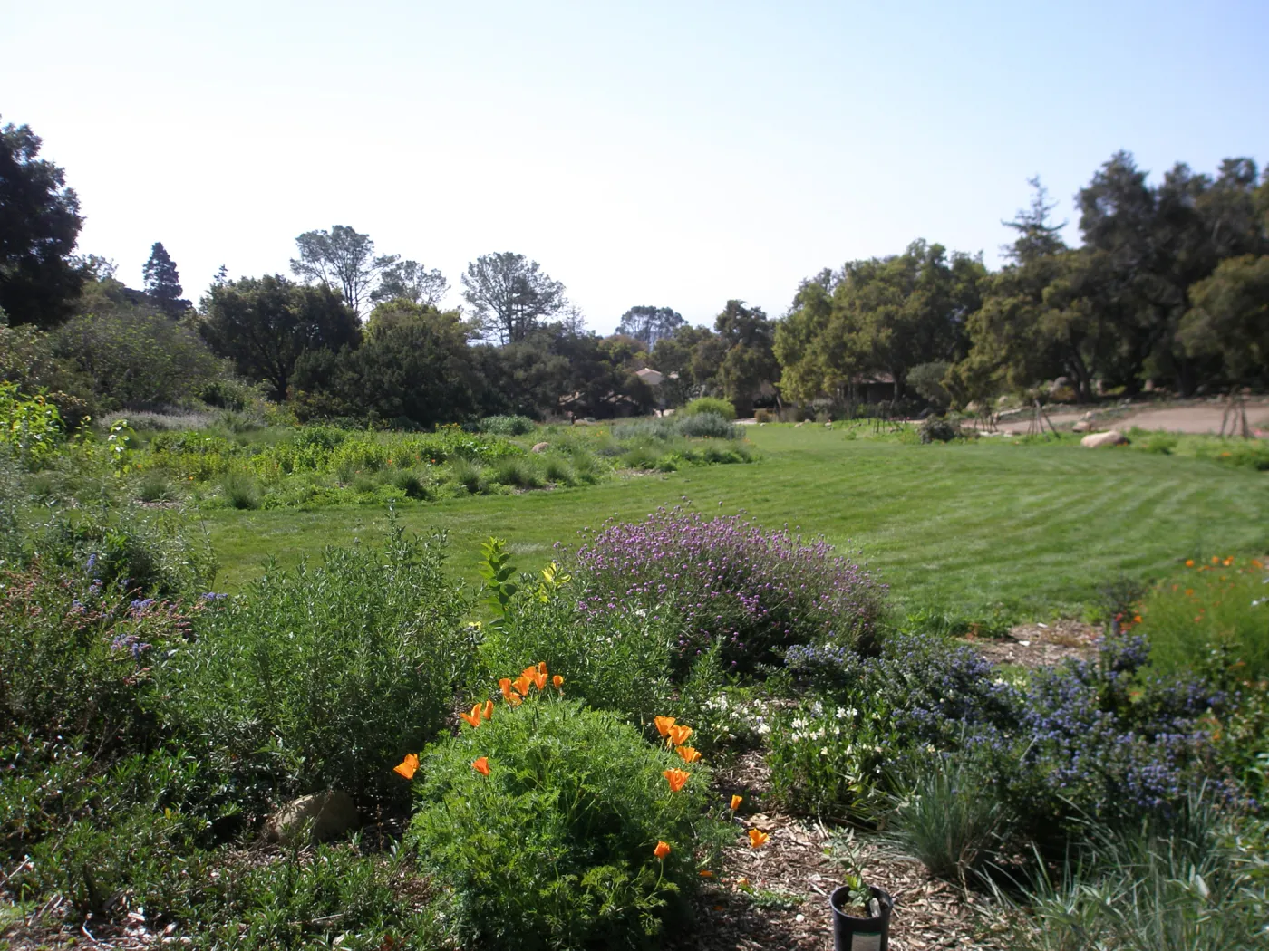 Enlarged lawn in the Meadow