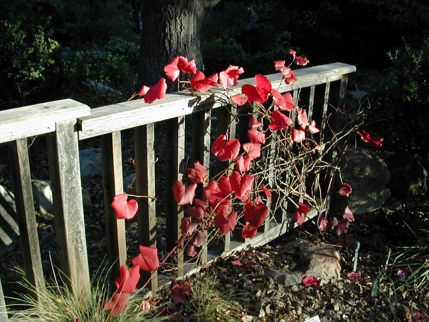Vitis â€˜Rogers Red' at the Home Demonstration Garden