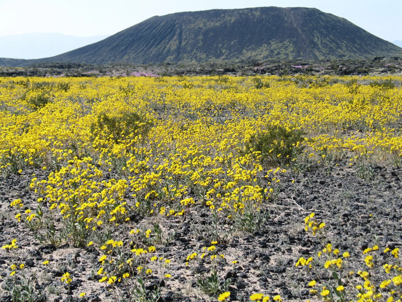 Desert Sunflower display near Amboy Crater