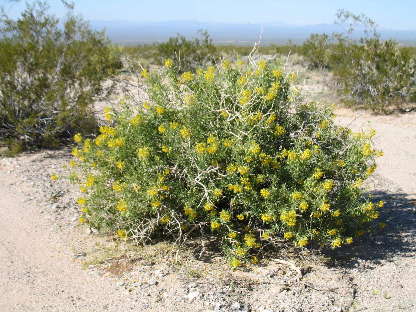 Isomeris arborea, along Amboy Rd Sheep Hole Mountains