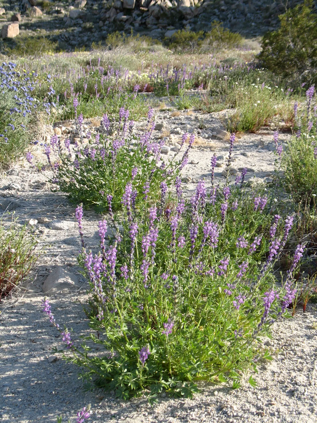 Lupinus arizonicus along Amboy Rd, Sheep Hole Mountains