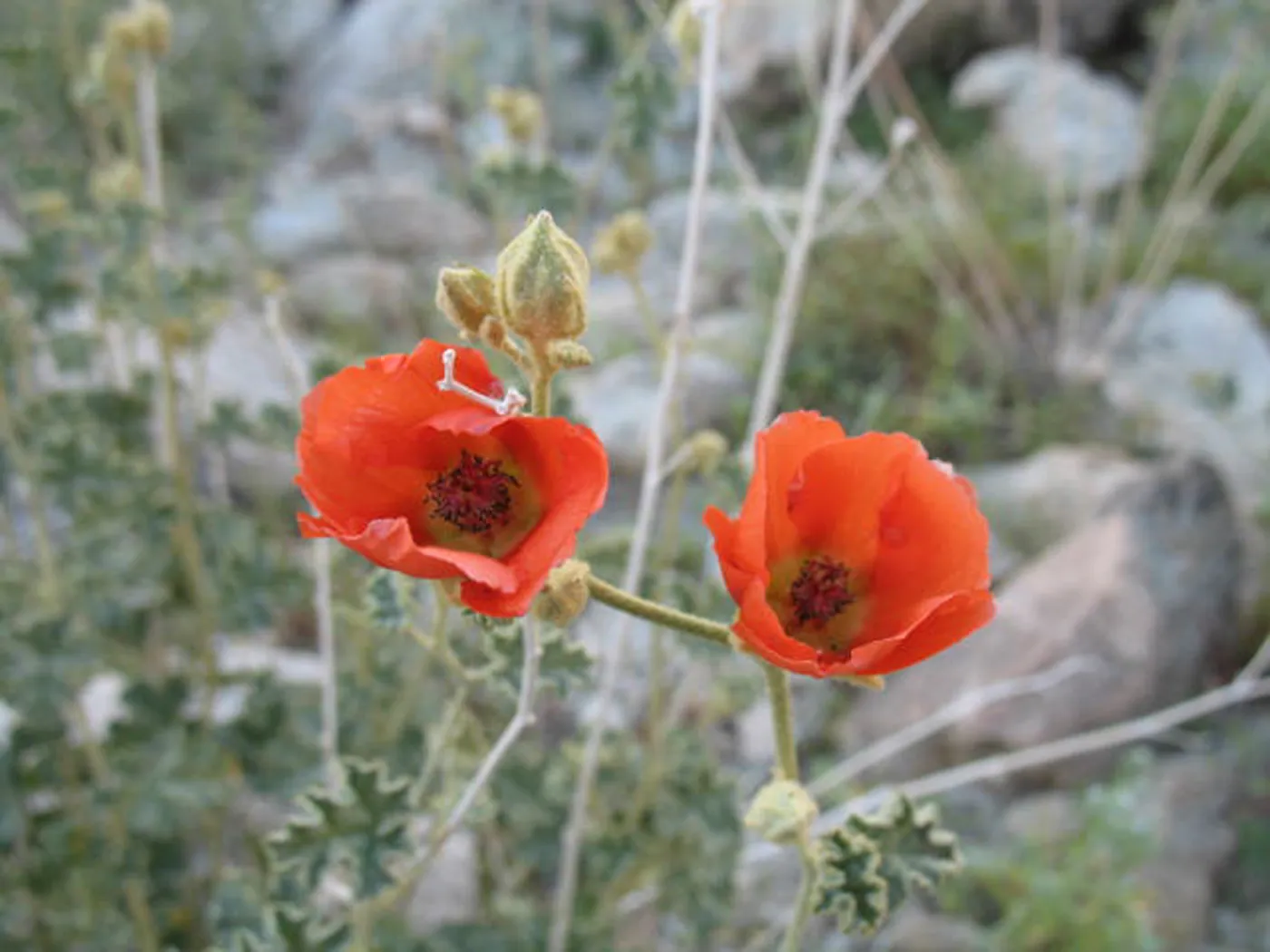 Sphaeralcea ambigua, along Amboy Rd, Sheep Hole Mountains