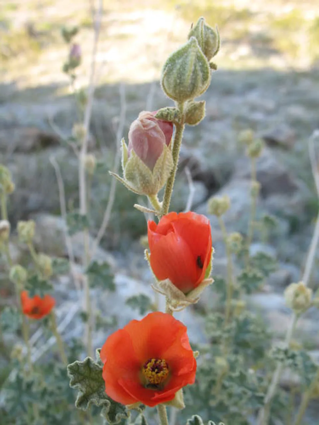 Sphaeralcea ambigua, along Amboy Rd, Sheep Hole Mountains