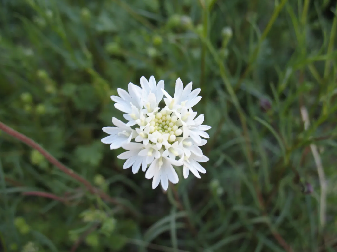 Chaenactis, along Amboy Rd, Sheep Hole Mountains