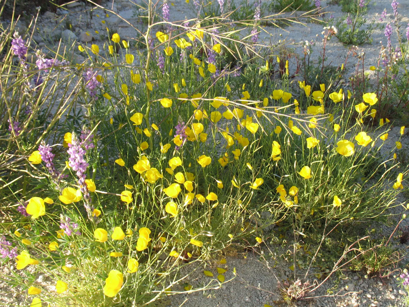 Eschscholzia caespitosa, along Amboy Rd, Sheep Hole Mountains
