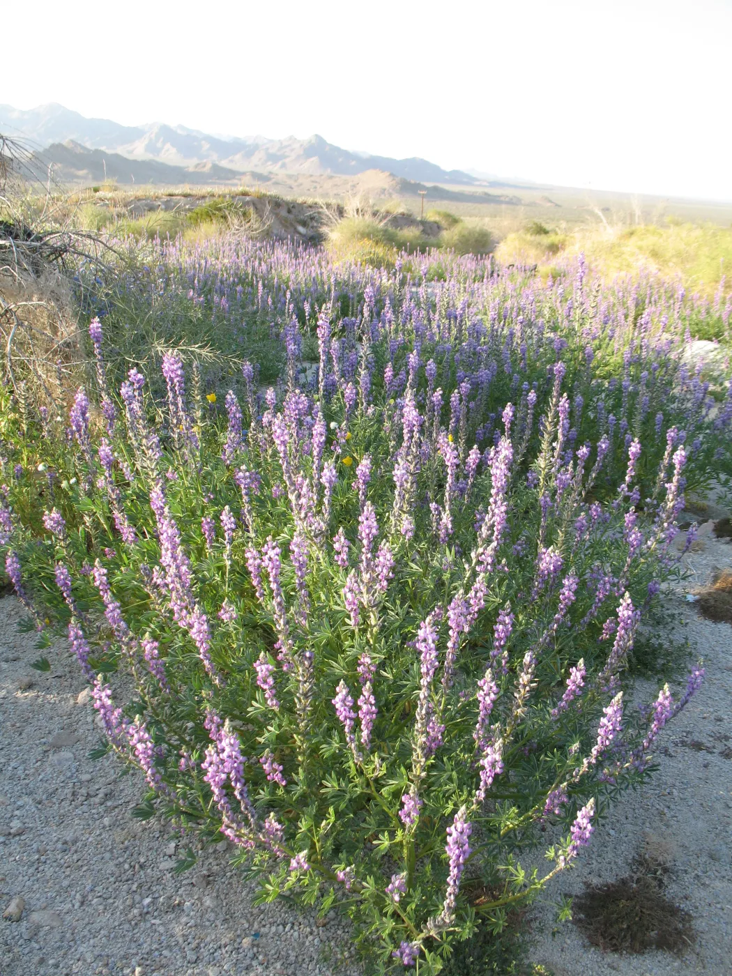 Lupinus hirsutissimus, Sheephole Pass