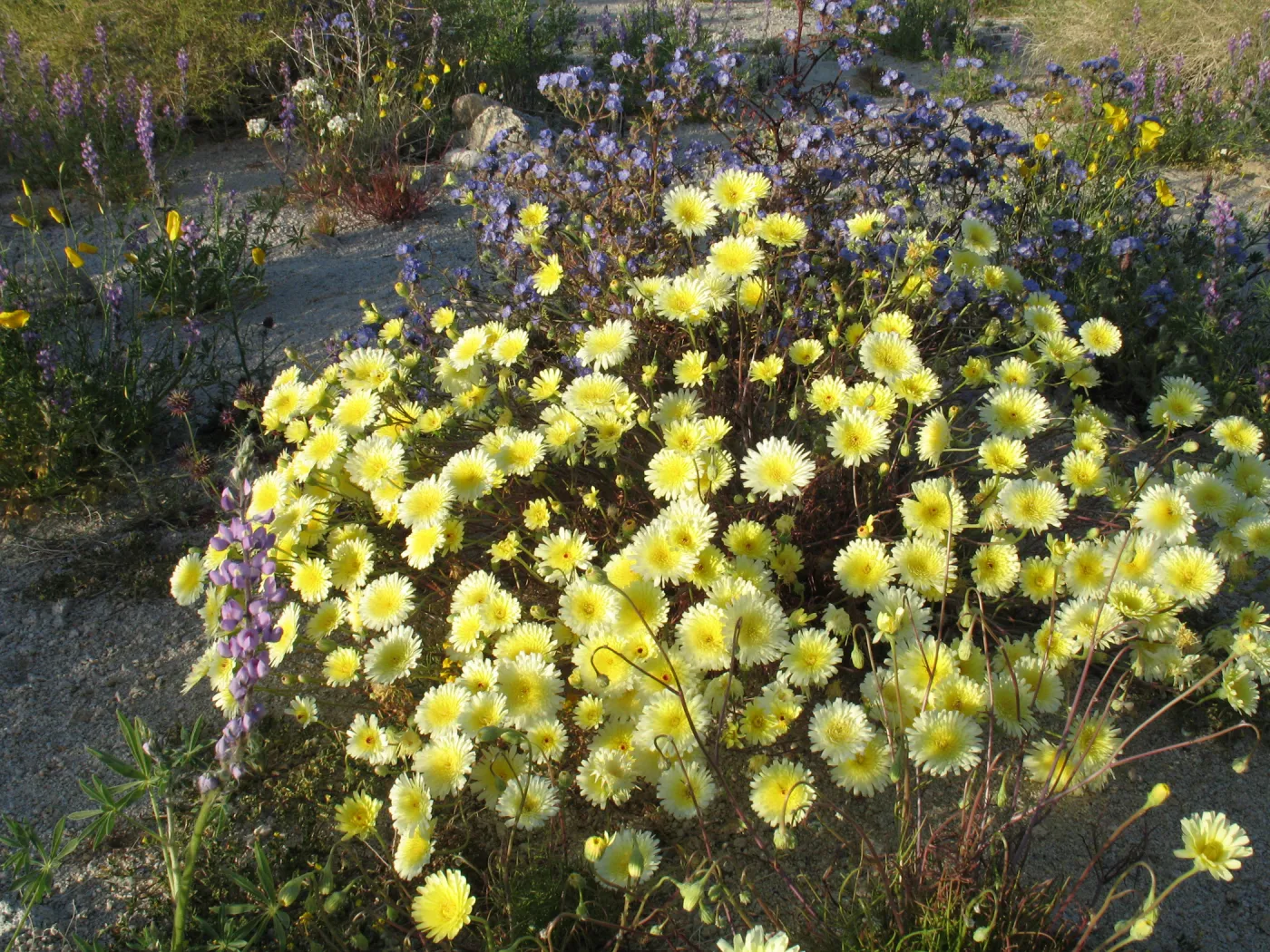 Malacothrix glabrata, Sheephole Pass
