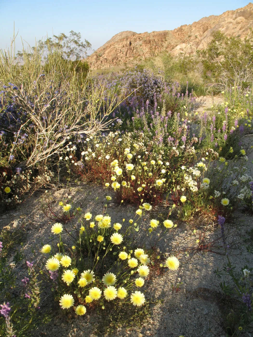 Lupinus hirsutissimus, Malacothrix glabrata, Larrea tridentata, Sheephole Pass