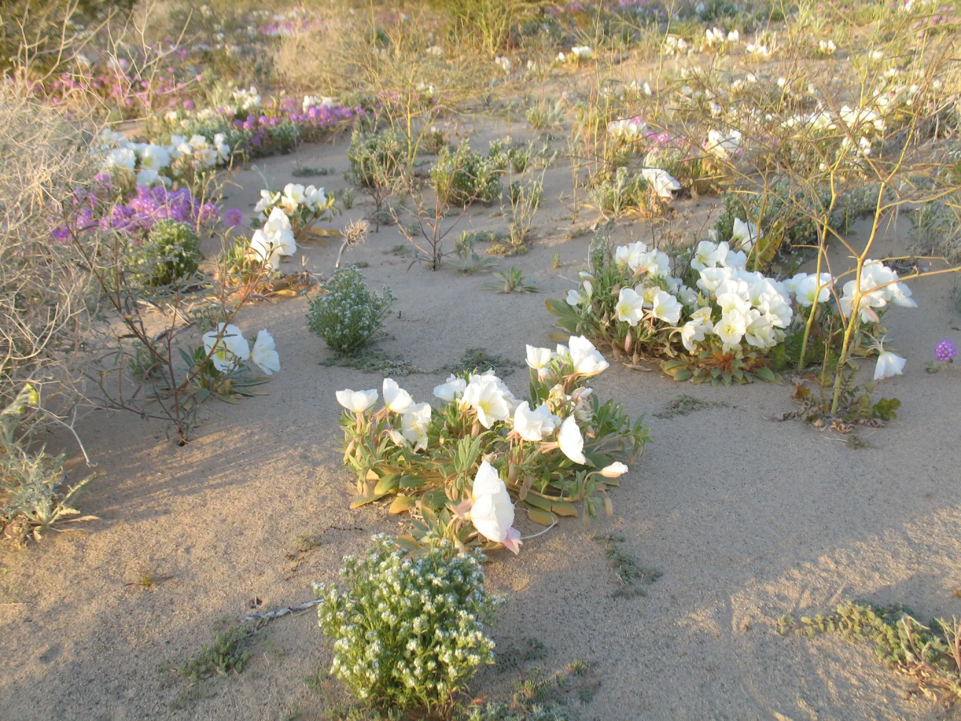 Oenothera deltoides, Dale Dry Lake