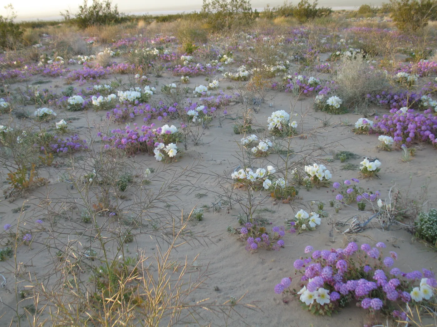 Oenothera deltoides, Abronia villosa, Dale Dry Lake