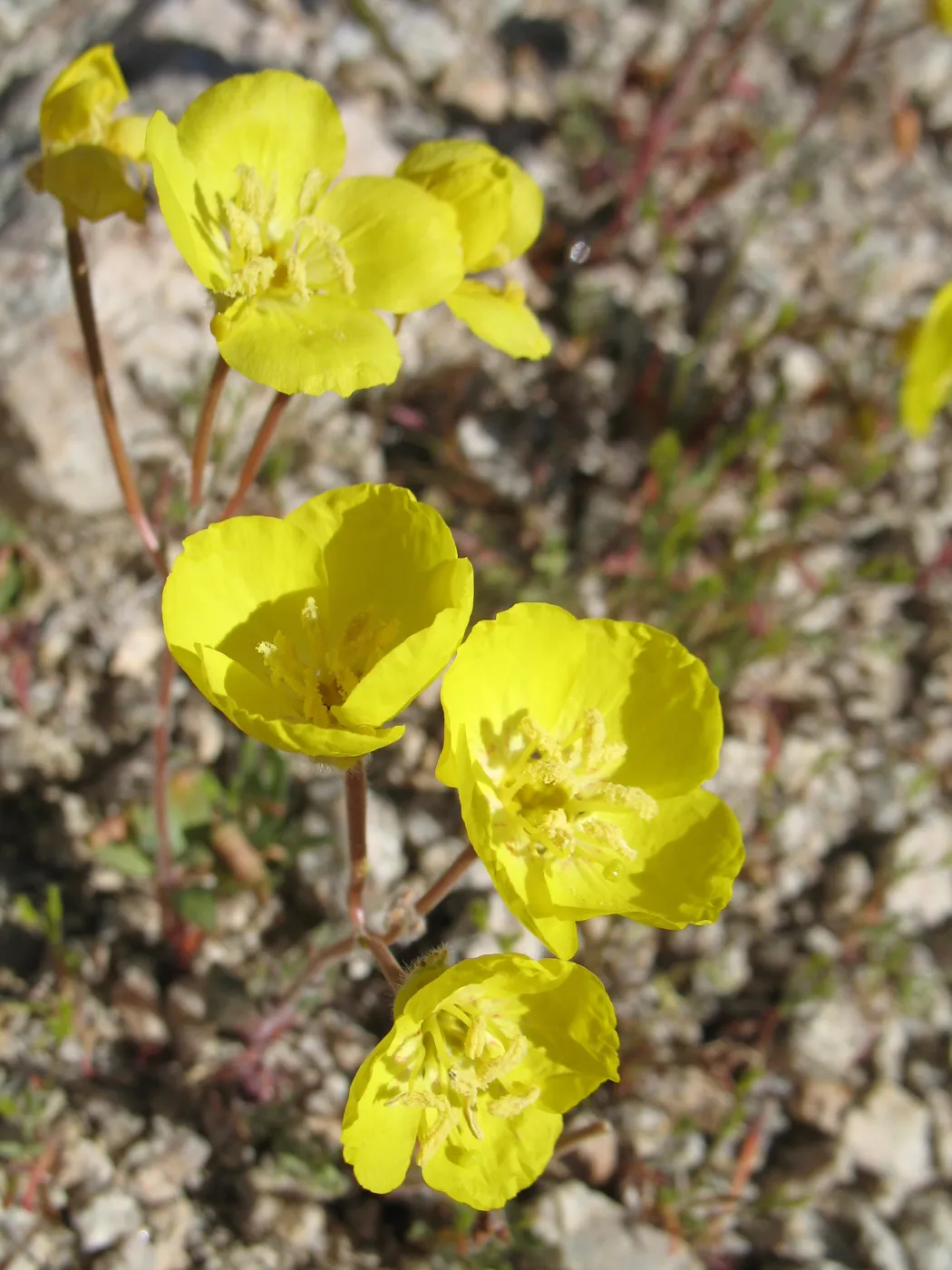 Camissonia, Joshua Tree National Park
