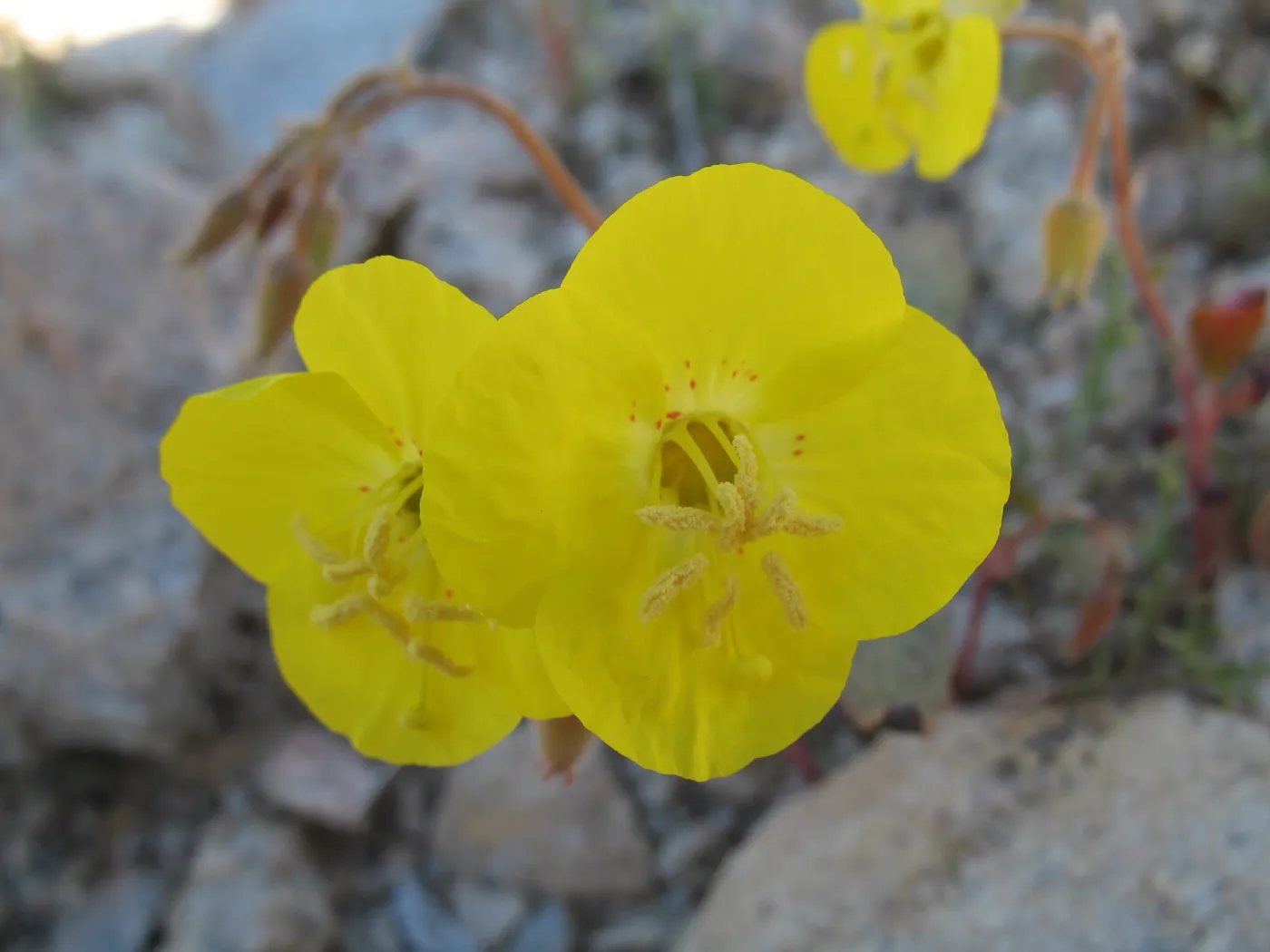 Camissonia, Joshua Tree National Park