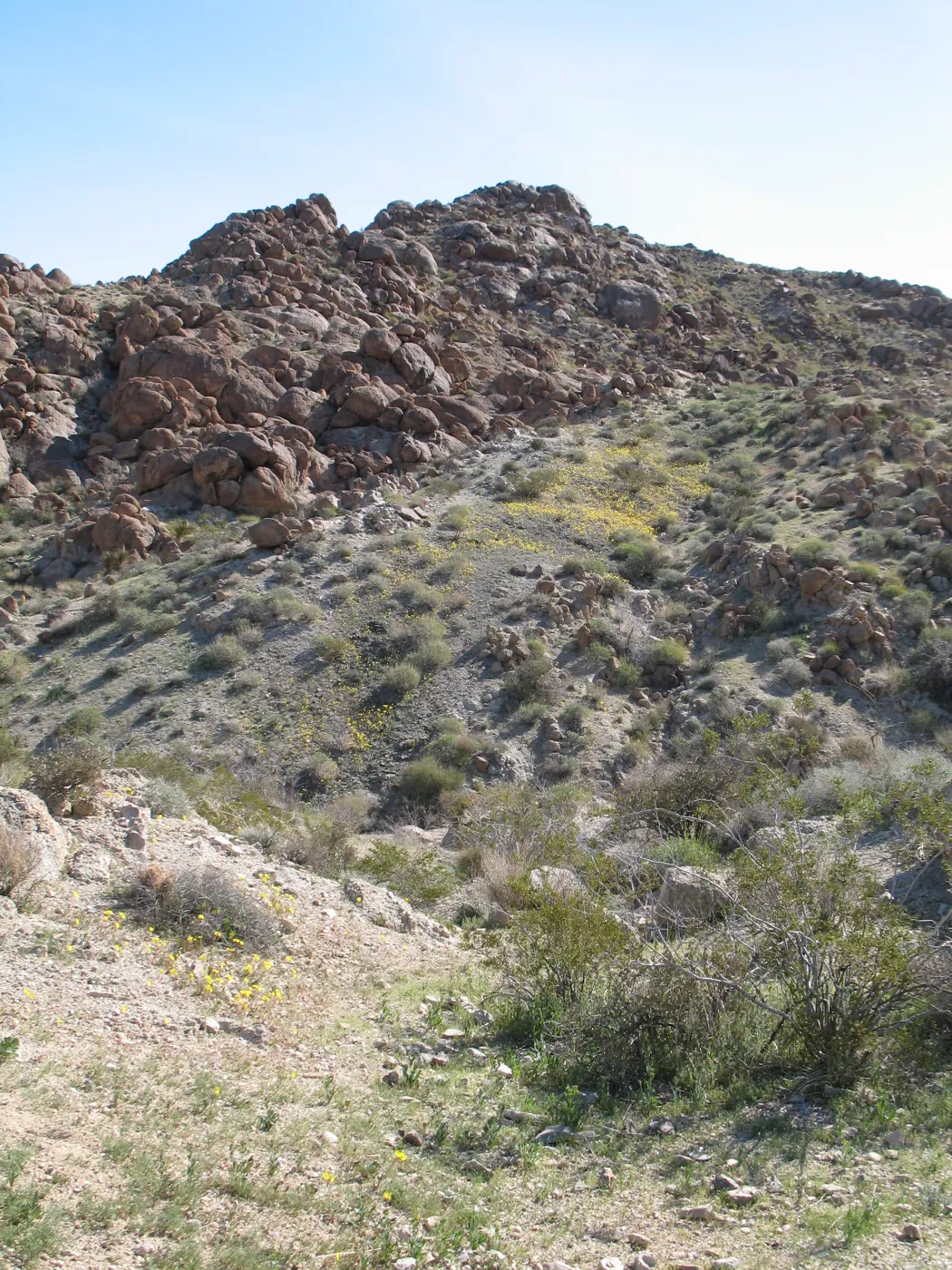 Trail to 49 Palms Oasis, Joshua Tree National Park