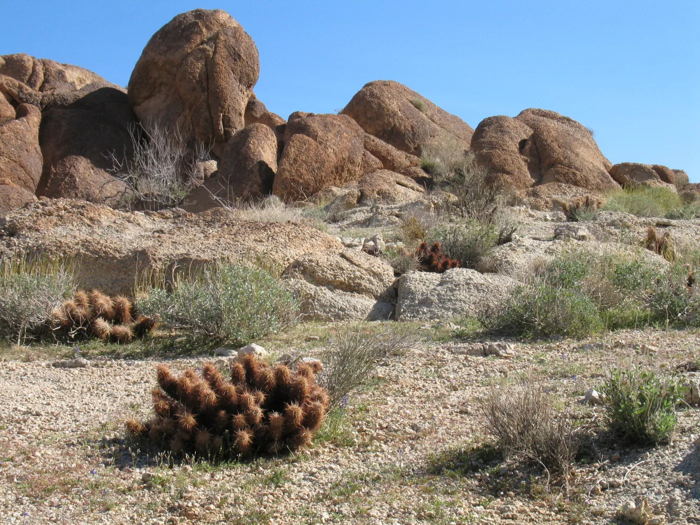 Echinocereus engelmannii, Trail to 49 Palms Oasis, Joshua Tree National Park