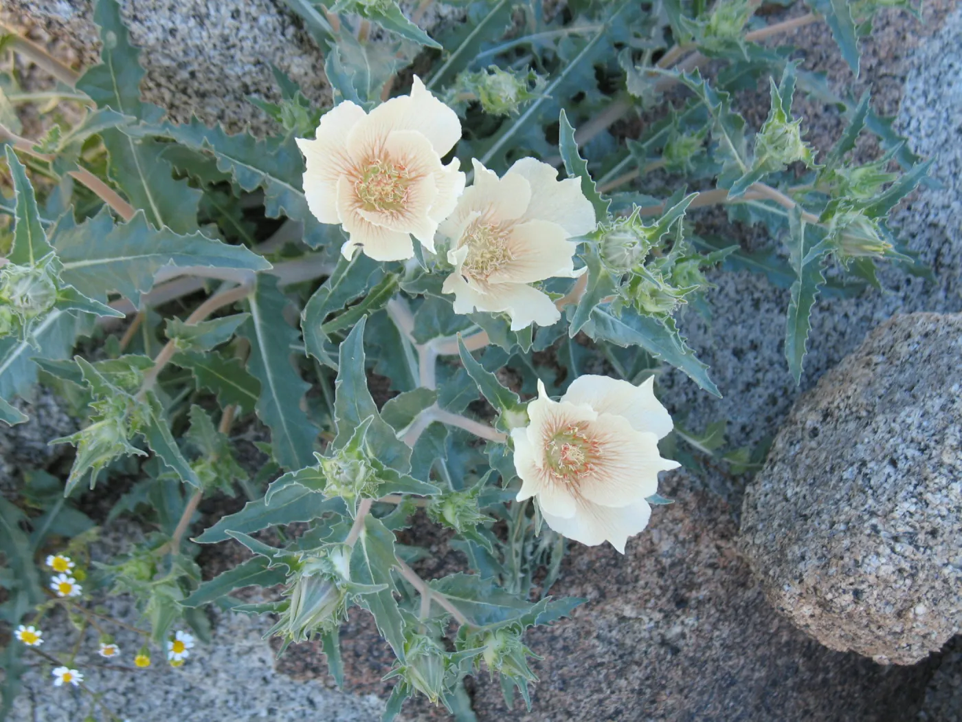 Mentzelia involucrata