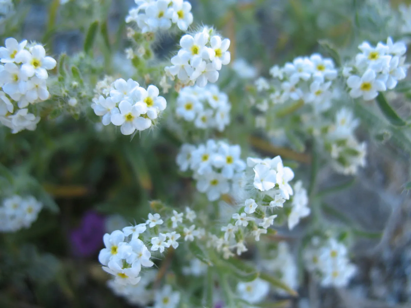 SBBG_BD_02243.jpg