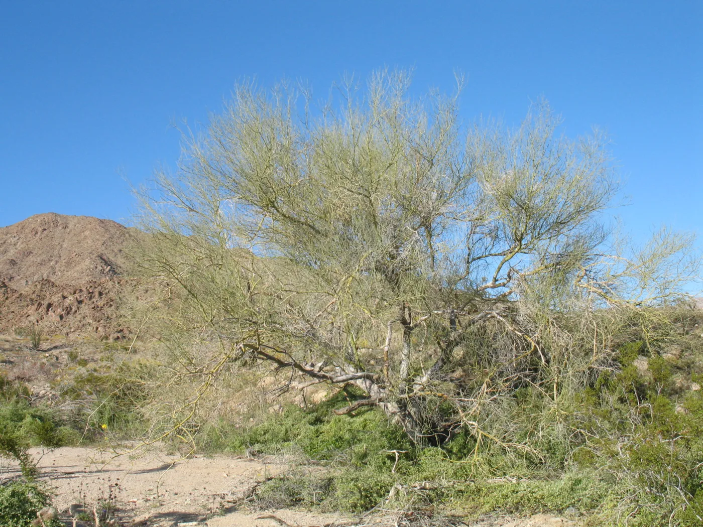 Cercidium floridum