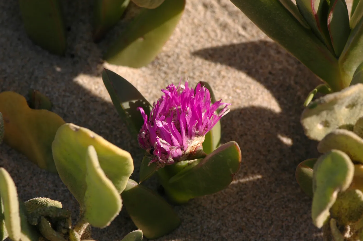 Oso Flaco Lake, Abronia maritima
