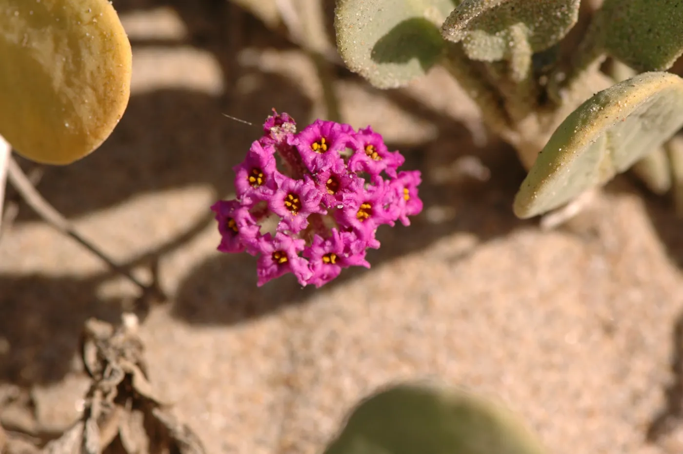 Oso Flaco Lake, Abronia maritima