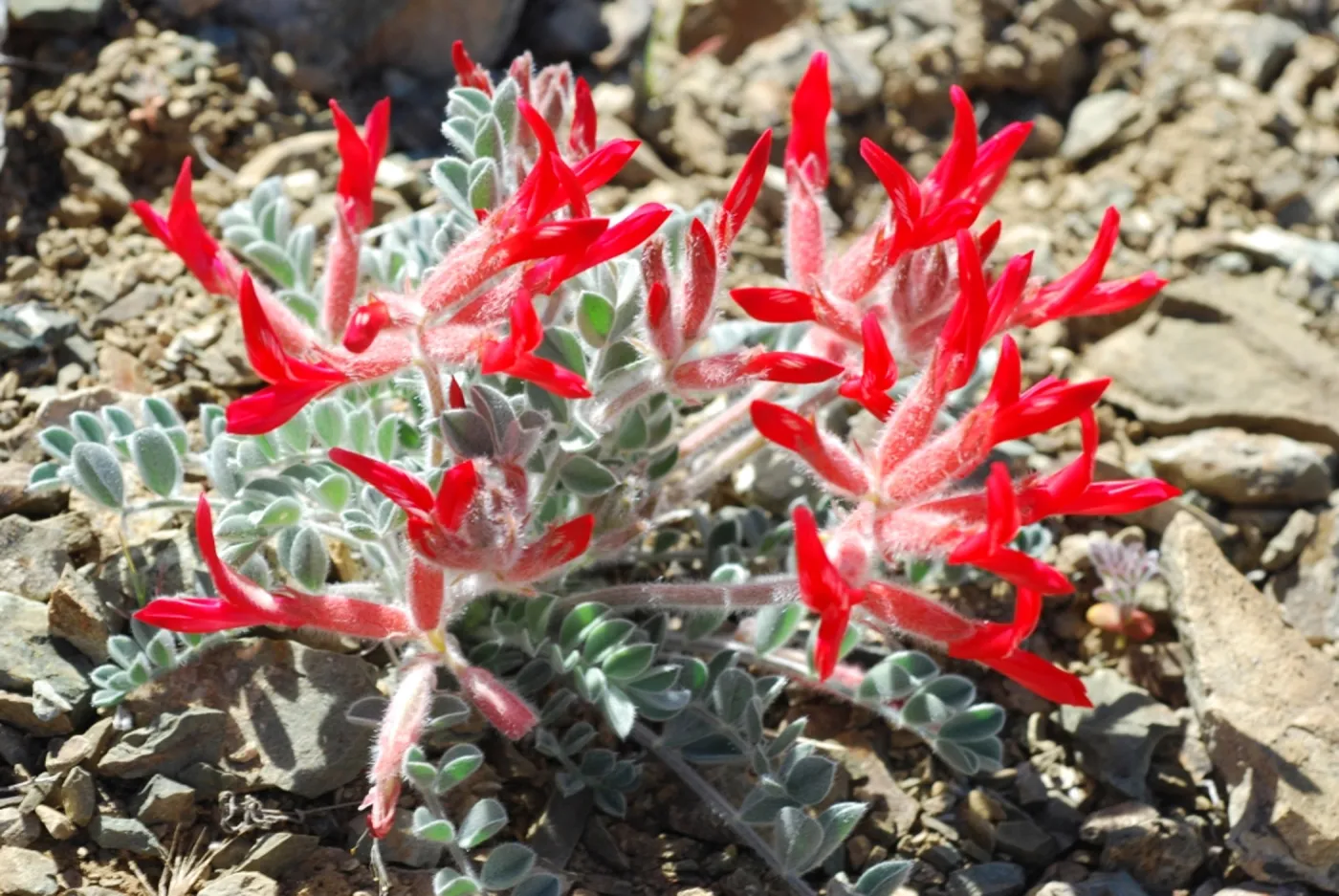 Astragalus coccineus