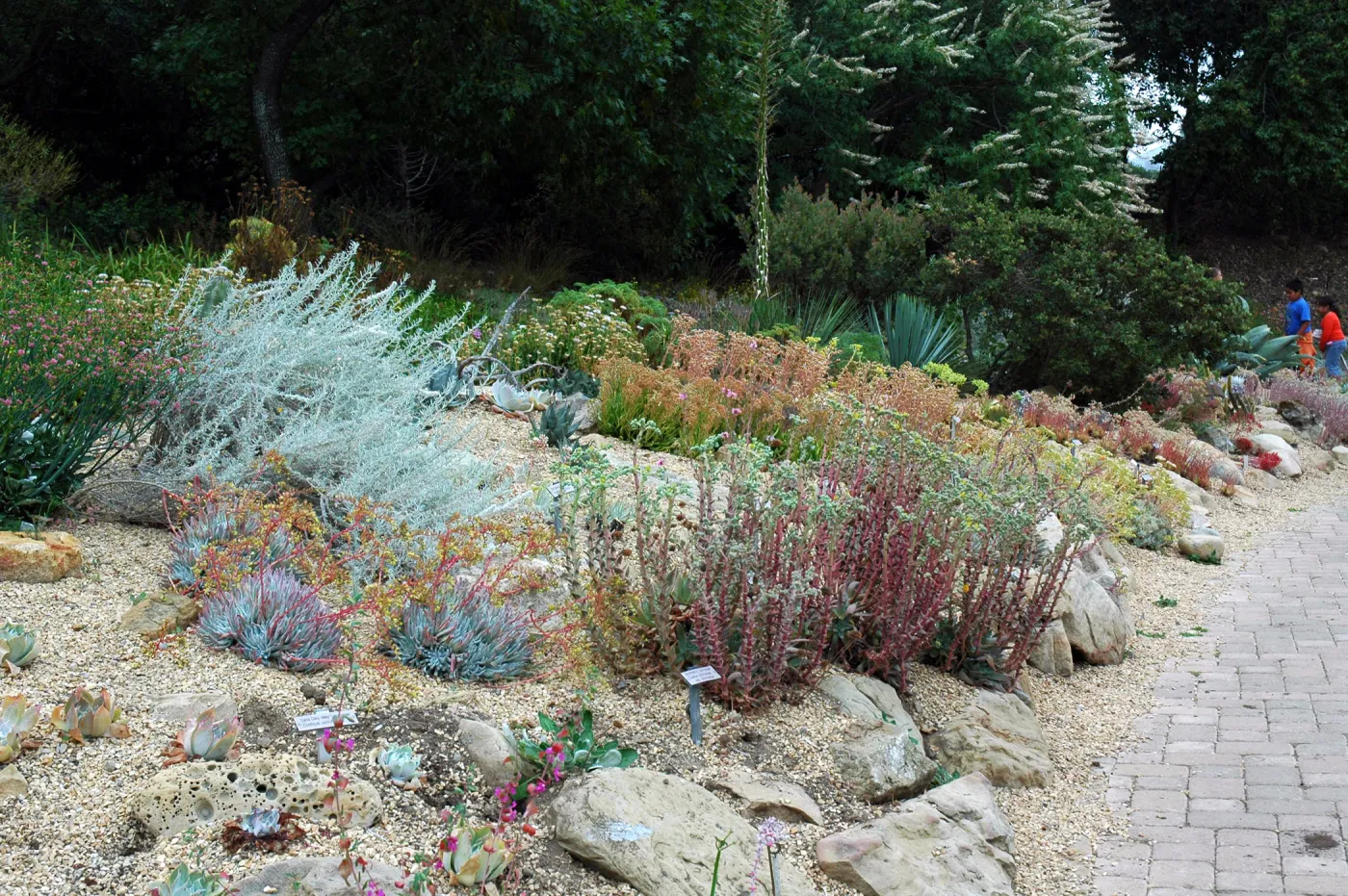 Dudleya display