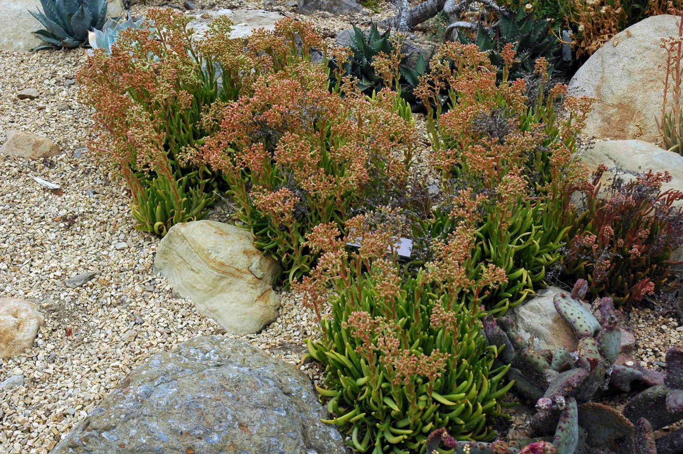 Dudleya viscida in the Dudleya Display