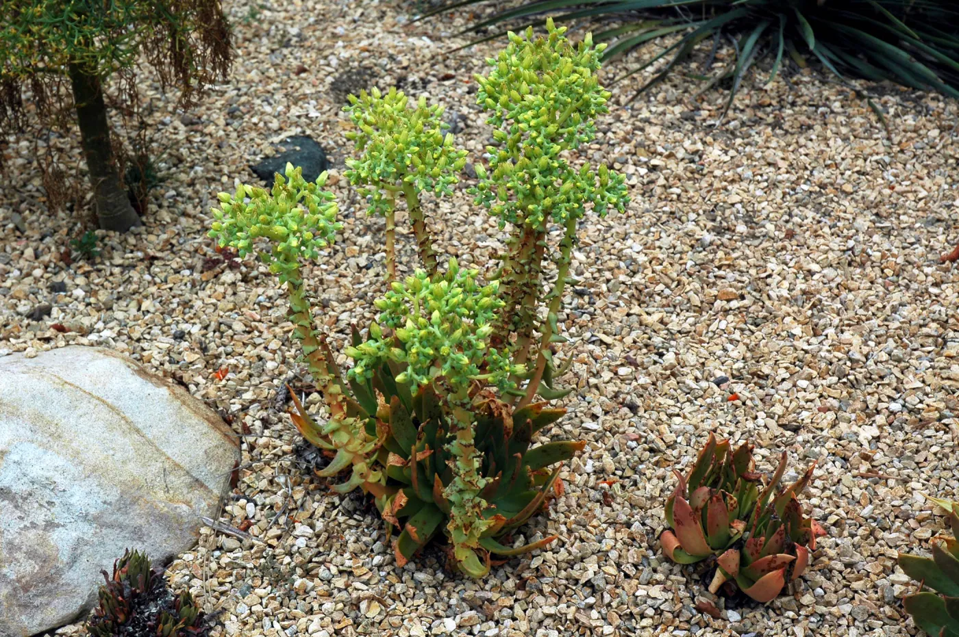 Dudleya candelabrum in the Dudleya Display