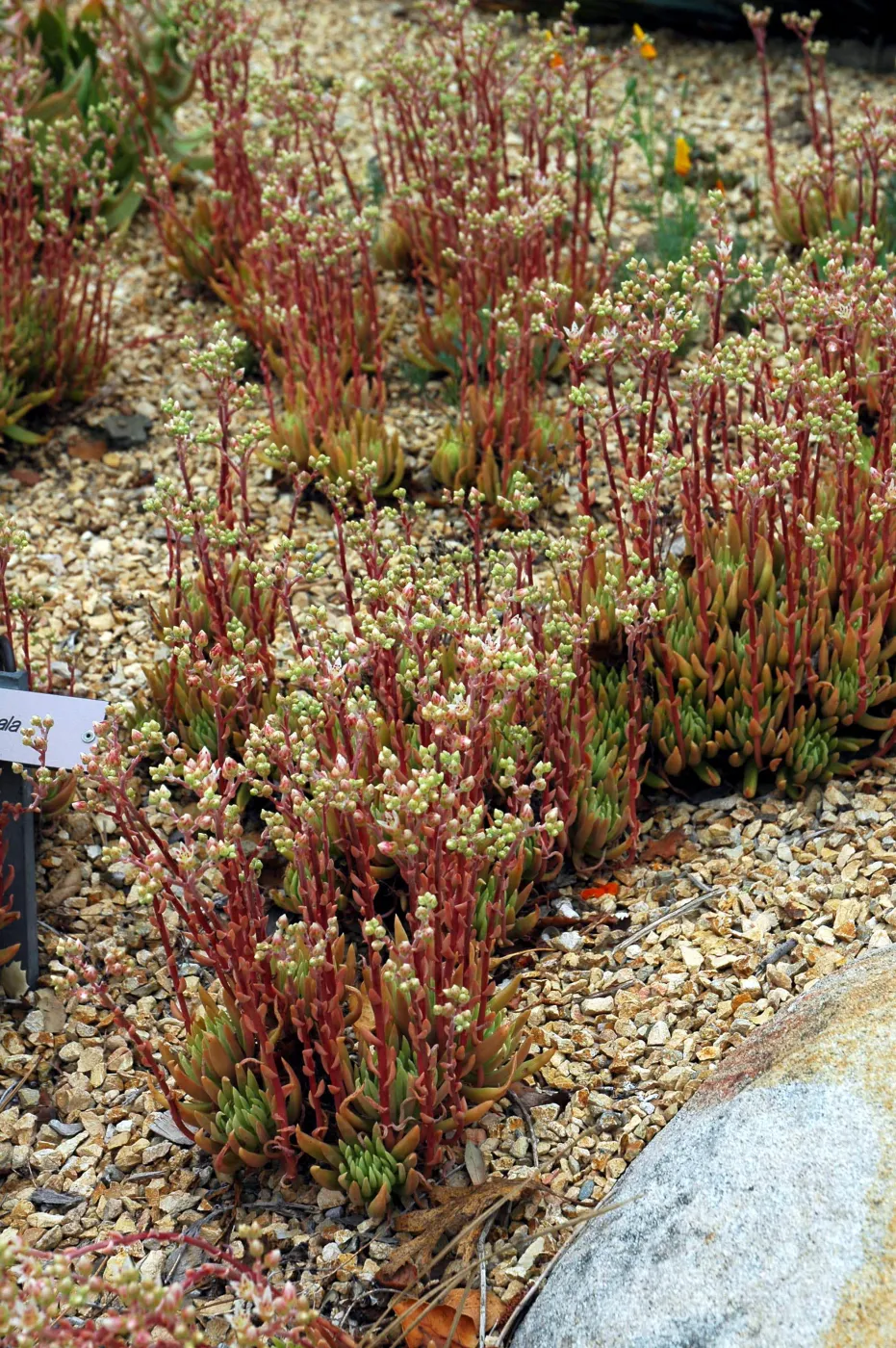 Dudleya anomala in the Dudleya Display