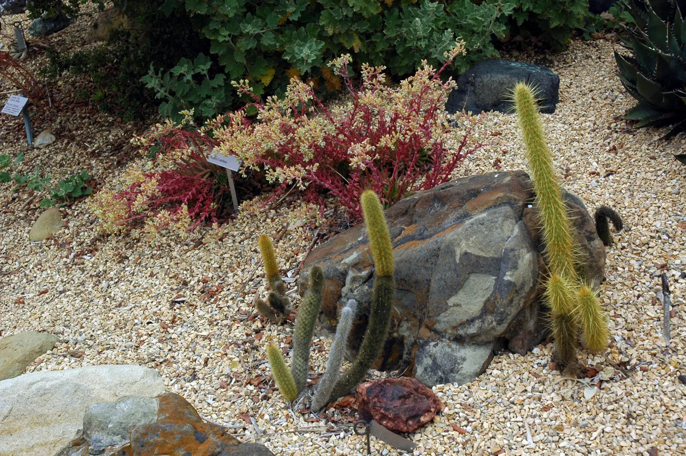 Bergerocactus emoryi in the Dudleya Display