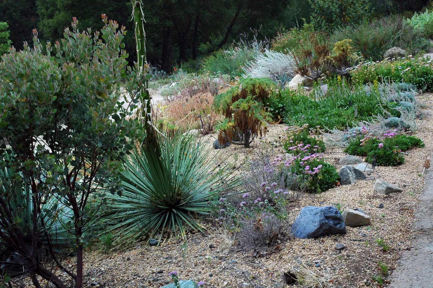 Dudleya display looking north