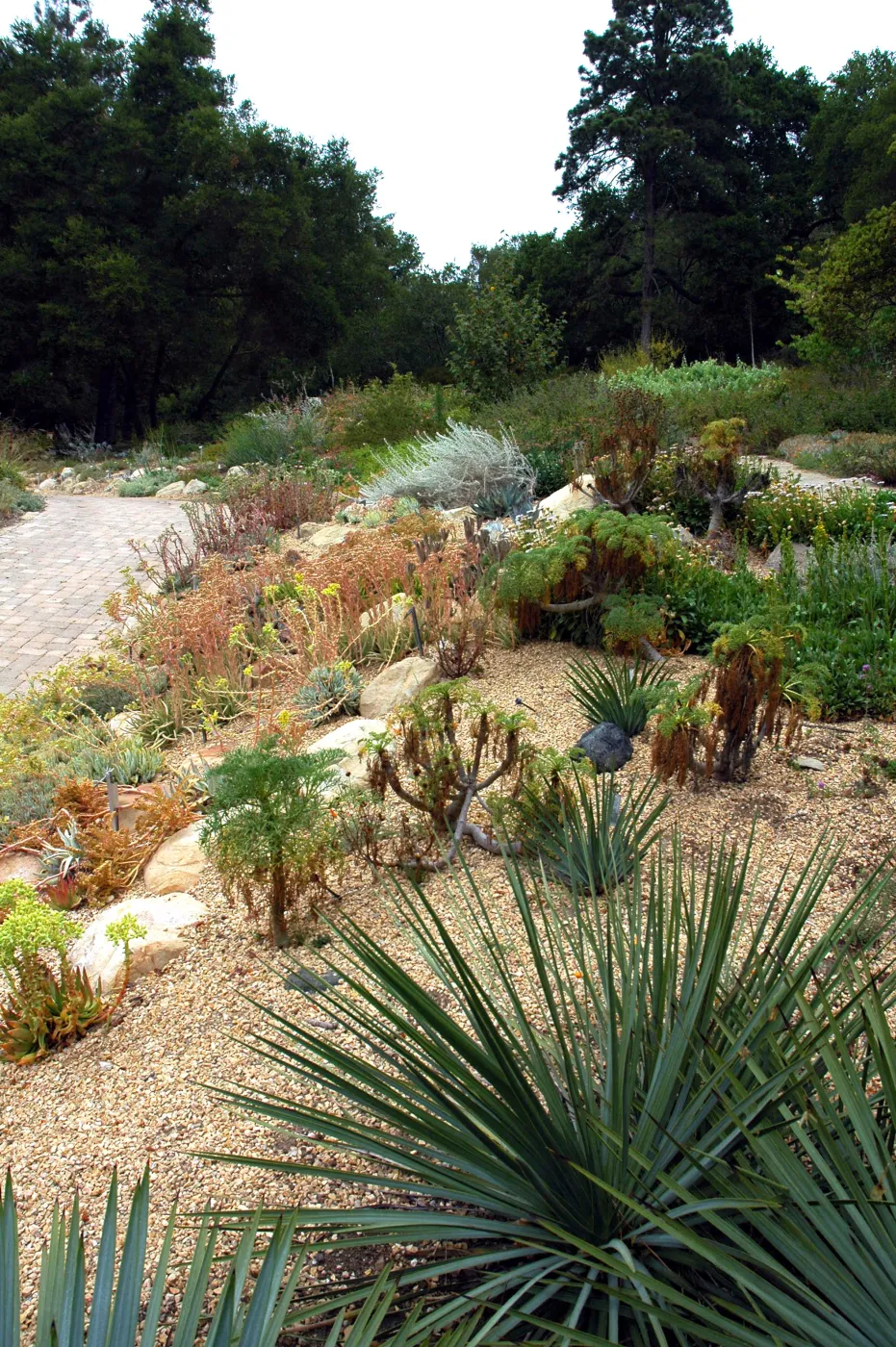 Dudleya display