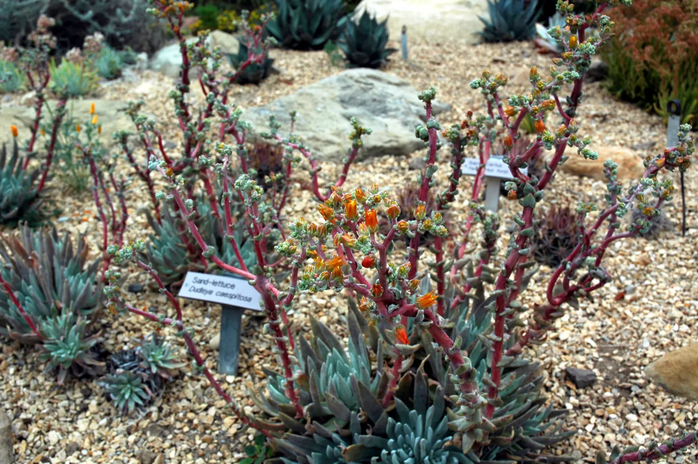 Dudleya caespitosa