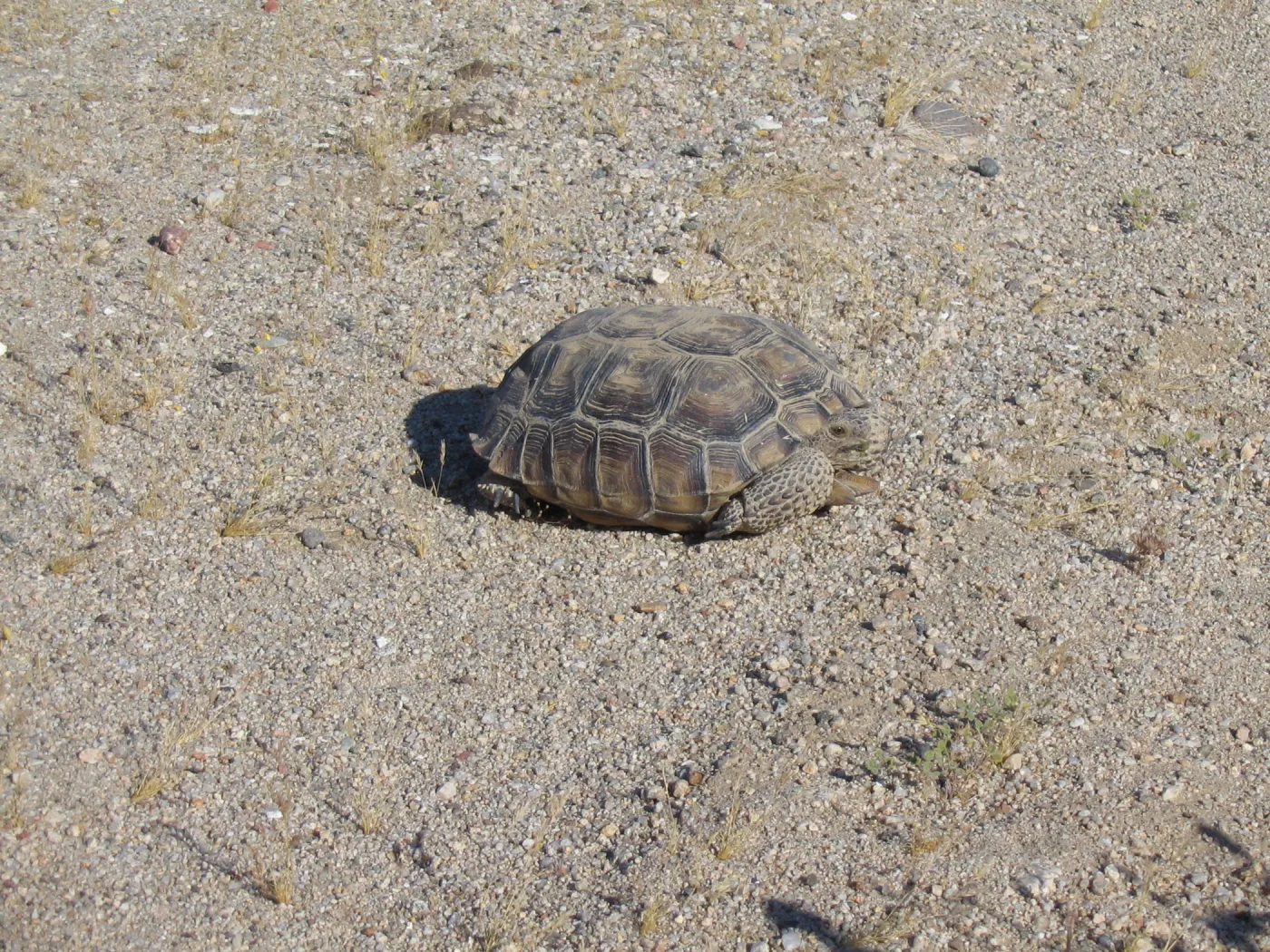 Desert Tortoise, Mojave Desert Preserve 