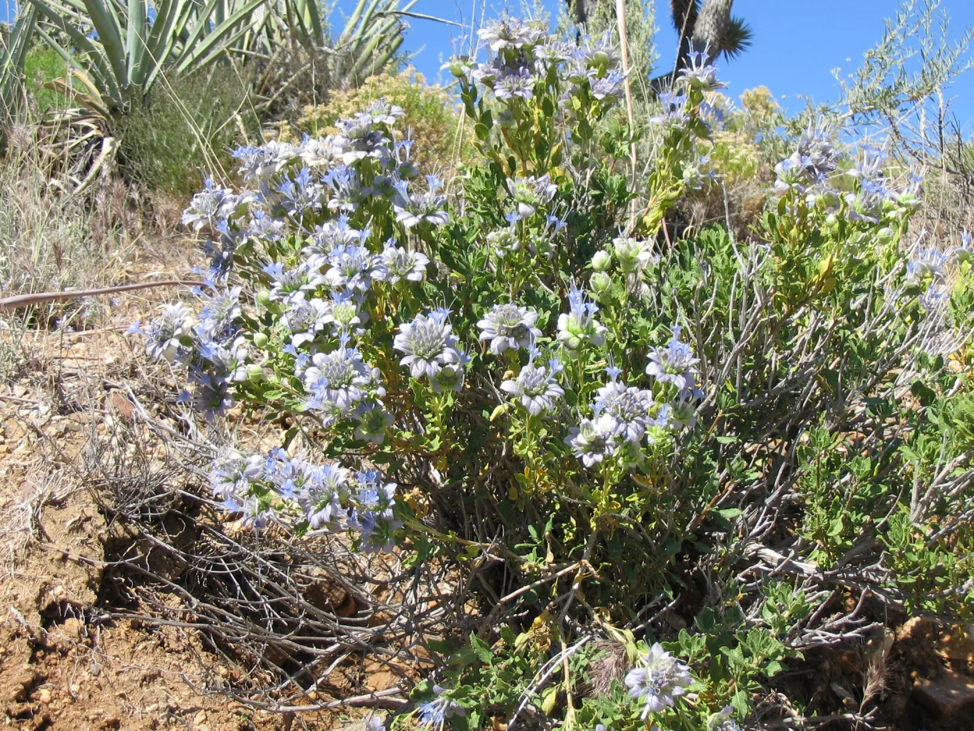Salvia mohavensis (Mojave Sage ), Ivanpah Rd Mojave Desert Preserve 