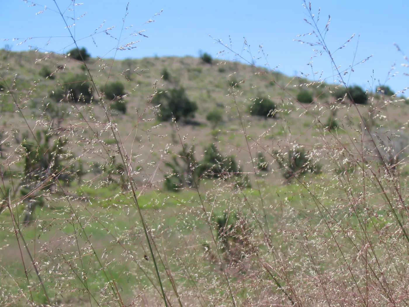 desert grass, Ivanpah Rd Mojave Desert Preserve 