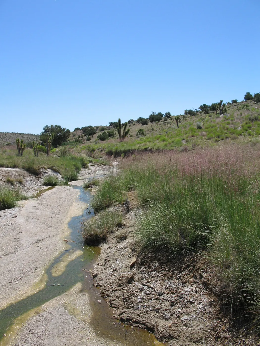 desert grass, Ivanpah Rd Mojave Desert Preserve 