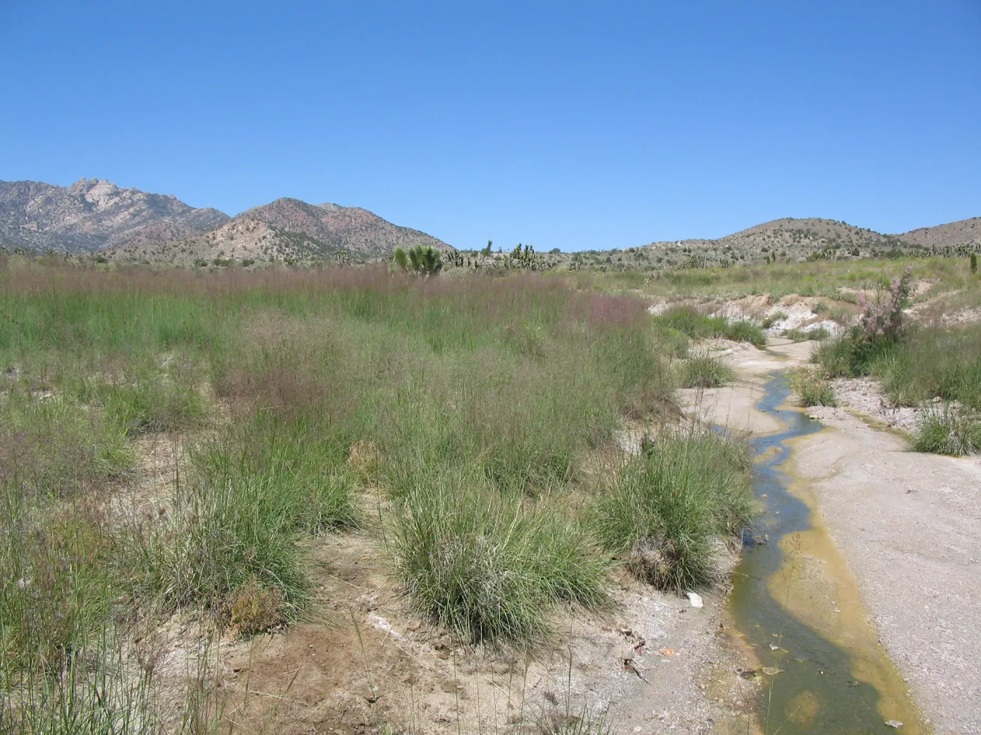 desert grass, Ivanpah Rd Mojave Desert Preserve 