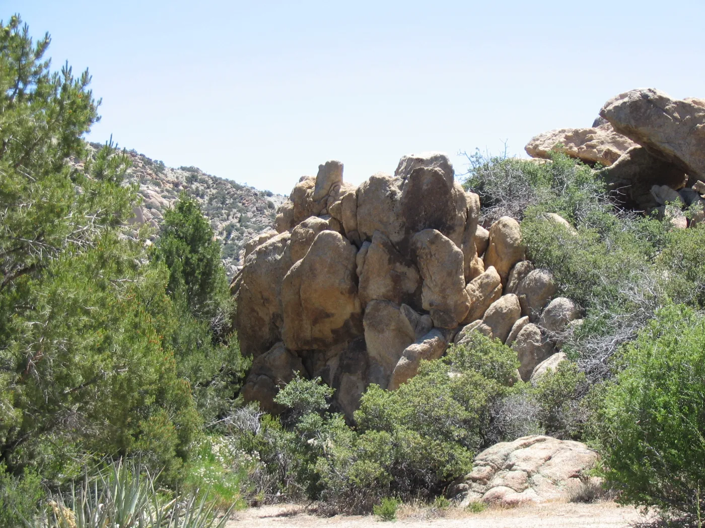 Caruthers Canyon, New York Mtns, Mojave Desert Preserve 