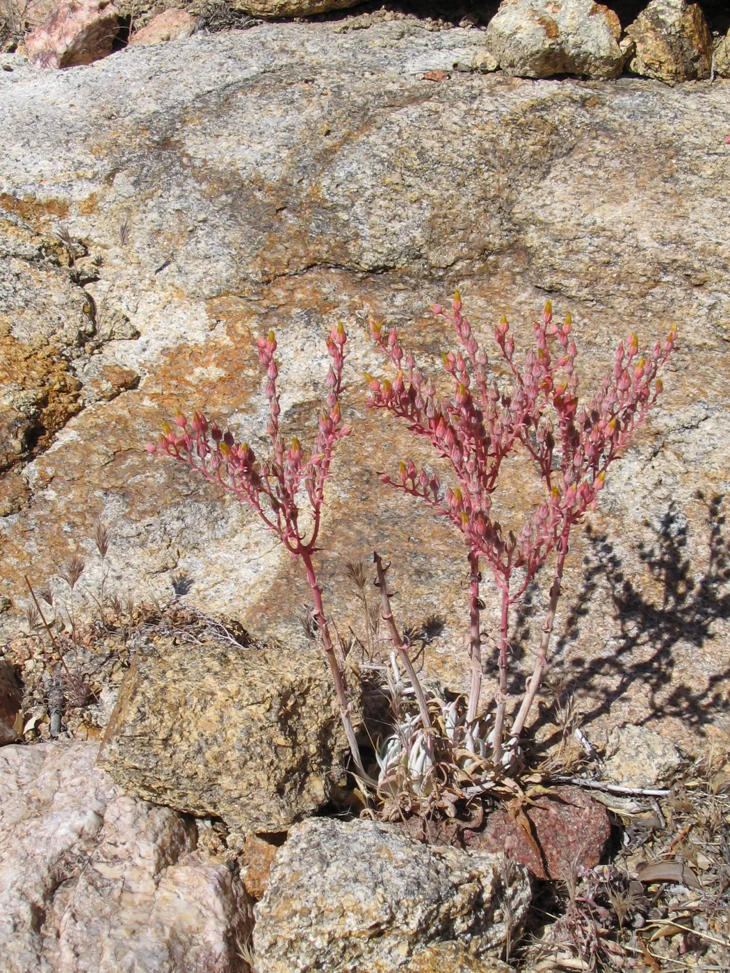 Dudleya saxosa ssp. aloides, Caruthers Canyon, New York Mtns 