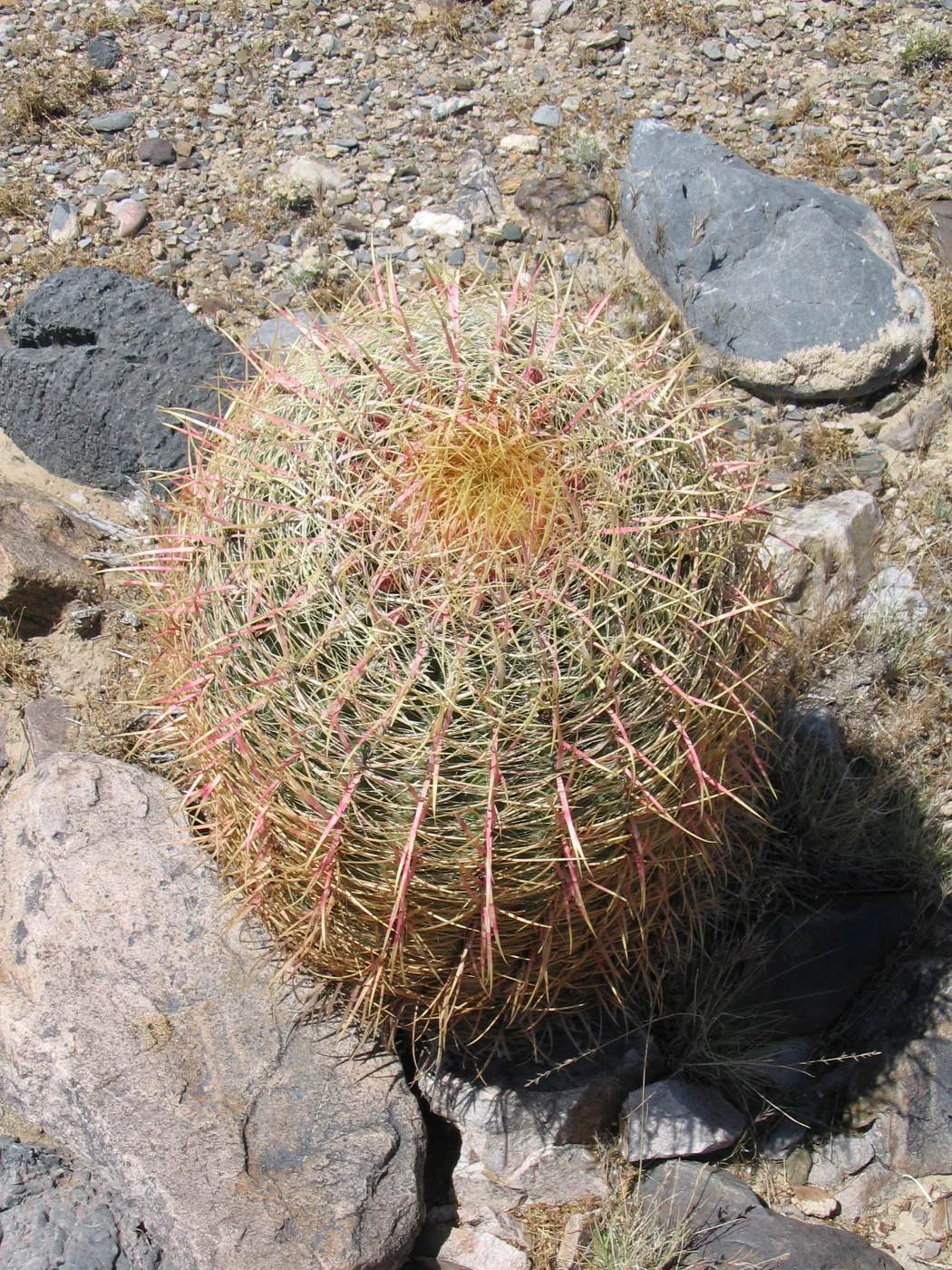 Ferocactus cylindraceus, Kearny Pass Rd along north side of Clark Mtns 