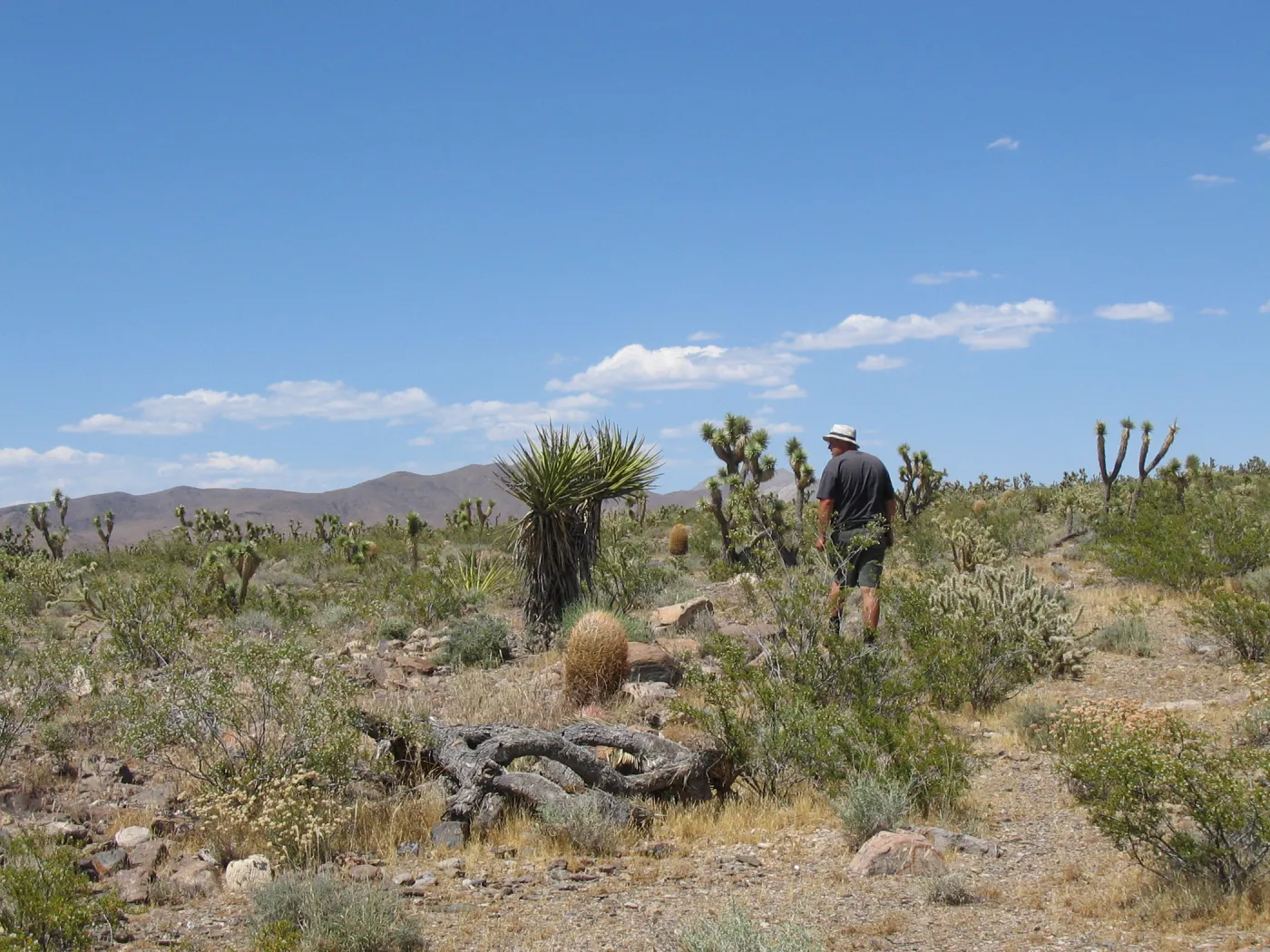 Andrew Wyatt, Kearny Pass Rd along north side of Clark Mtns 