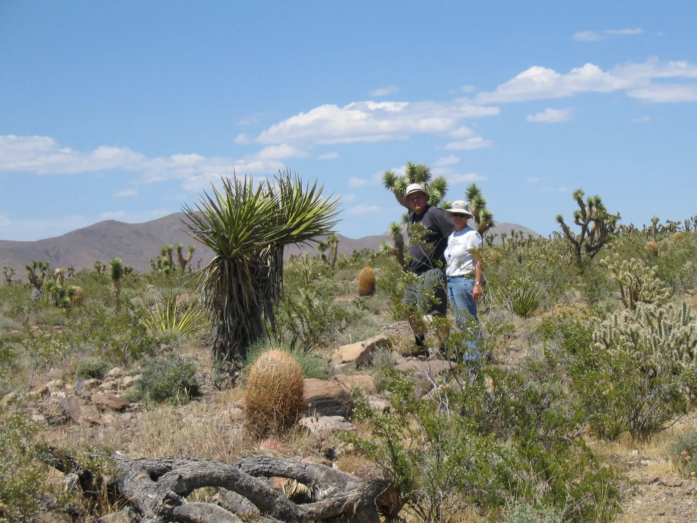 Andrew Wyatt, Betsy Collins, Kearny Pass Rd along north side of Clark Mtns 