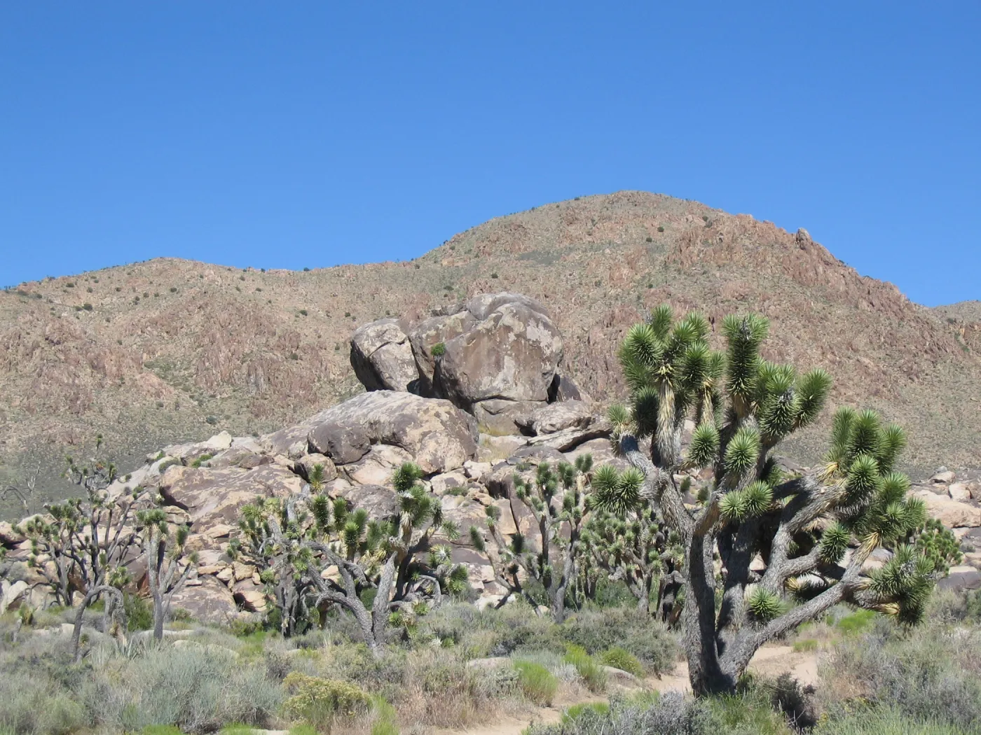 Yucca brevifolia, Sunshine Road ~0.5 miles northeast of Cima Rd 