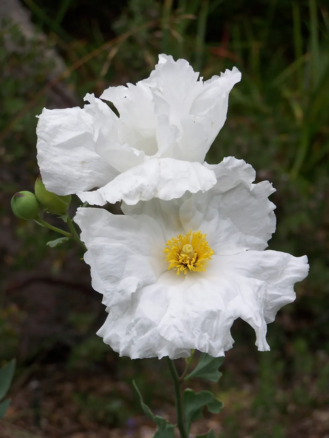Matillija Poppy