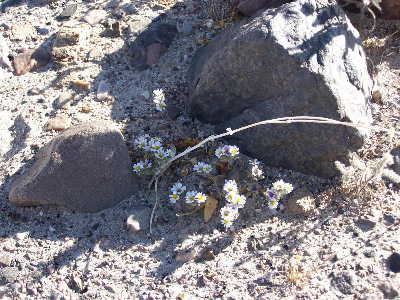 Monoptilon bellioides